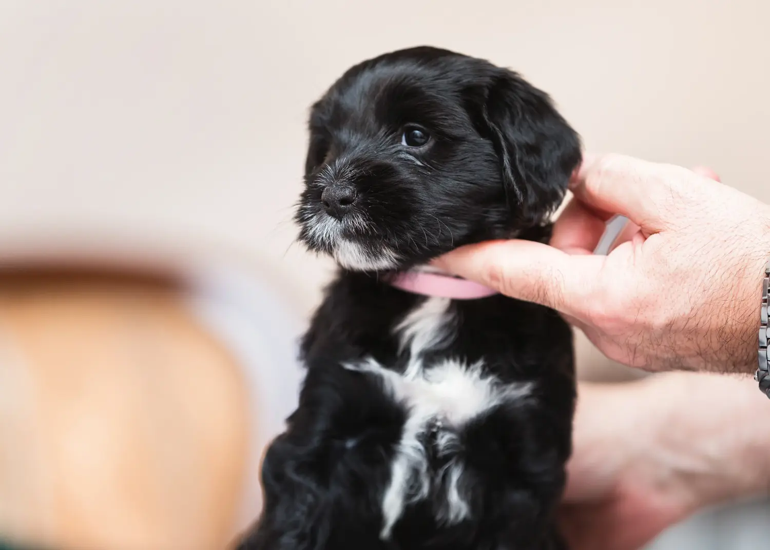 Einen Tibet Terrier Welpen zu kaufen, bedeutet Verantwortung zu übernehmen! Tibet Terrier Welpen kaufen.