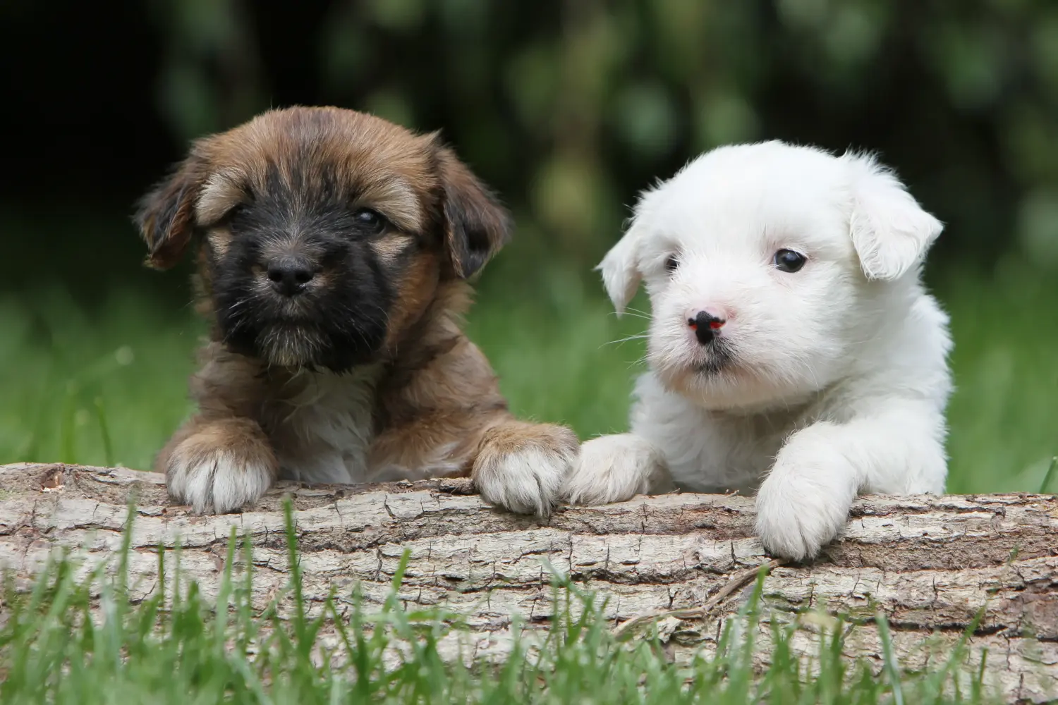 Einen Tibet Terrier Welpen zu kaufen, bedeutet Verantwortung zu übernehmen! Tibet Terrier Welpen kaufen.