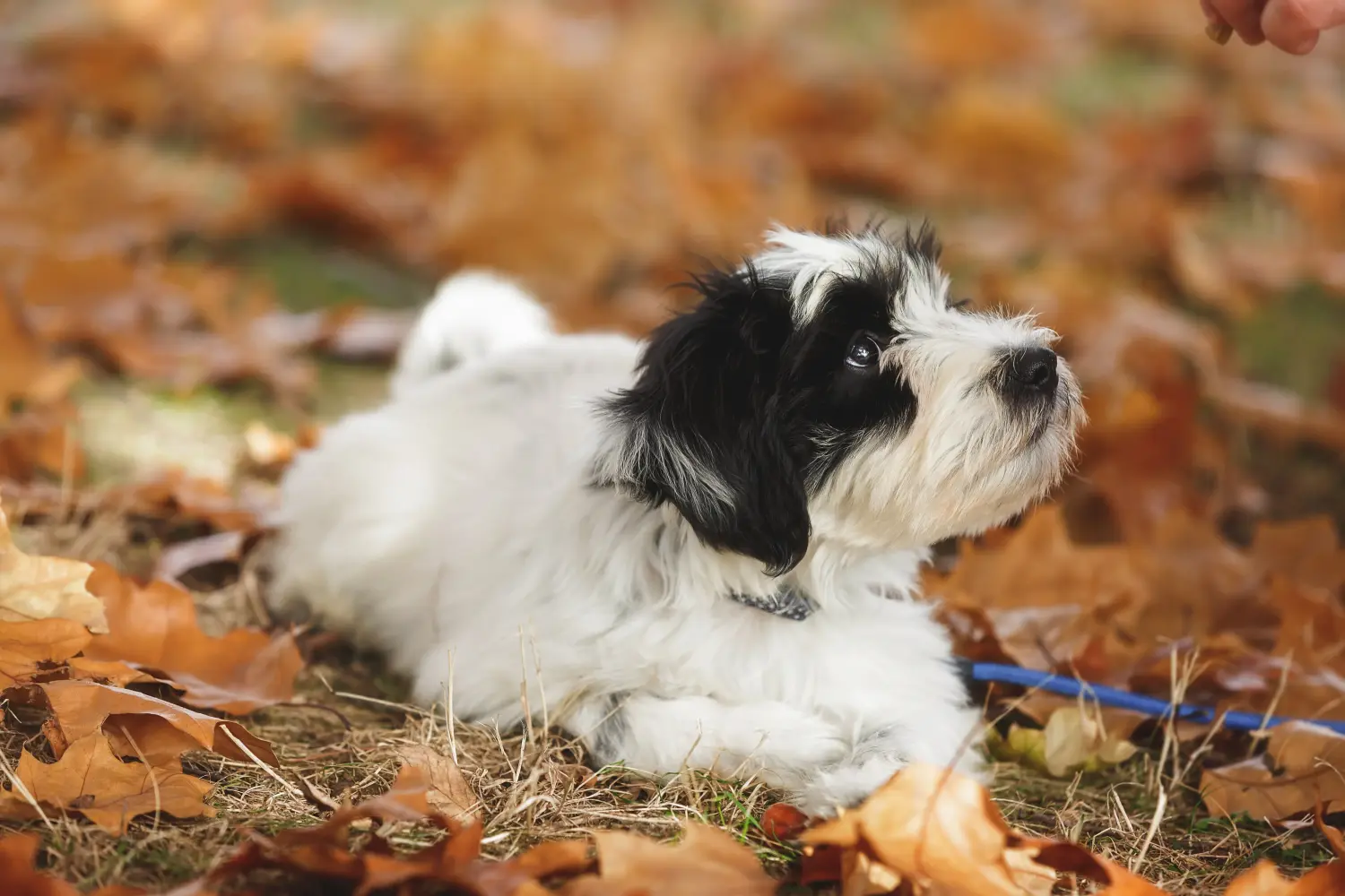 Einen Tibet Terrier Welpen zu kaufen, bedeutet Verantwortung zu übernehmen! Tibet Terrier Welpen kaufen.