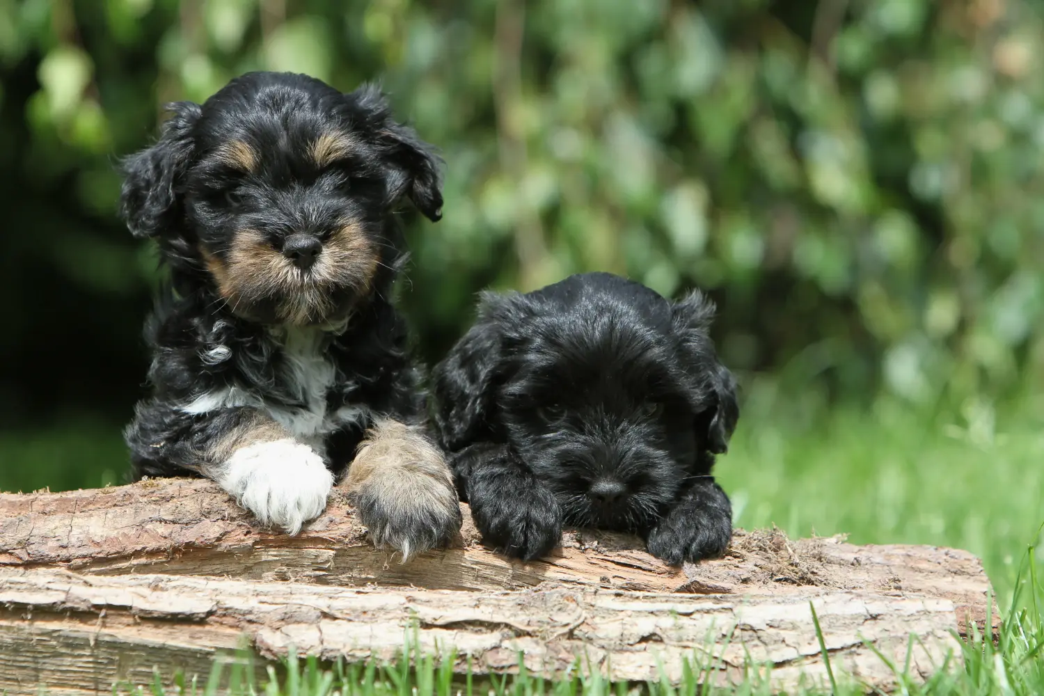 Einen Tibet Terrier Welpen zu kaufen, bedeutet Verantwortung zu übernehmen! Tibet Terrier Welpen kaufen.