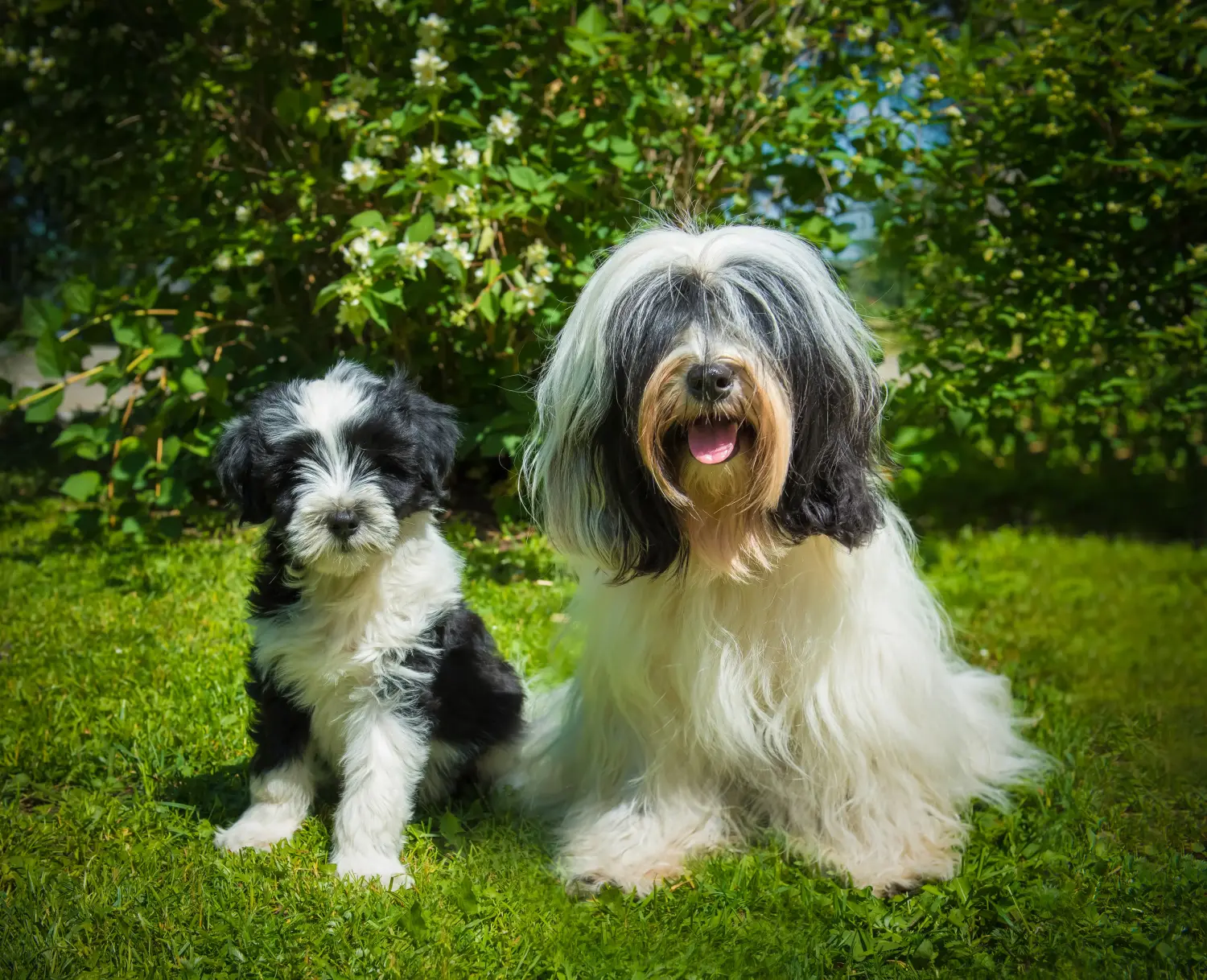 Einen Tibet Terrier Welpen zu kaufen, bedeutet Verantwortung zu übernehmen! Tibet Terrier Welpen kaufen.