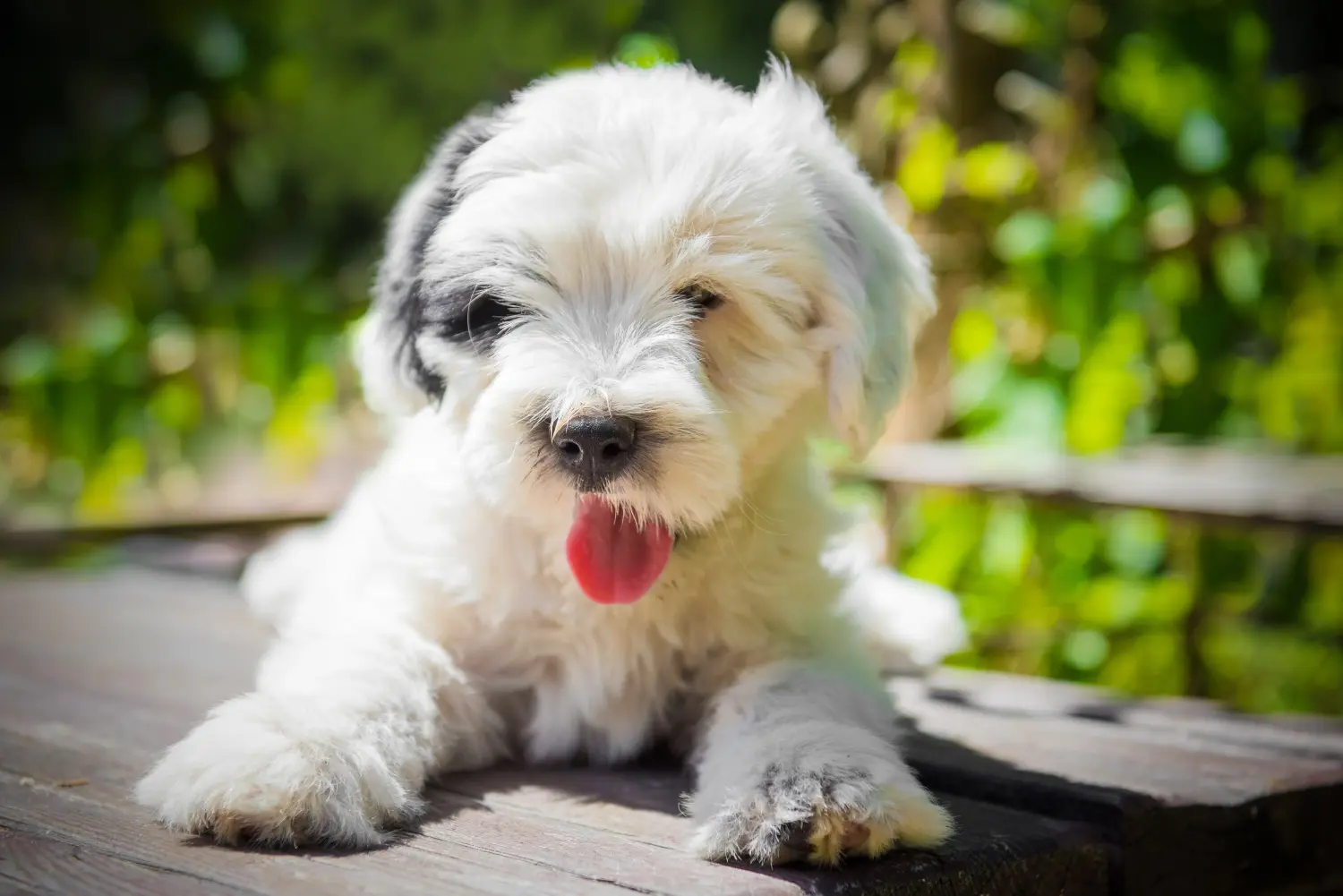 Einen Tibet Terrier Welpen zu kaufen, bedeutet Verantwortung zu übernehmen! Tibet Terrier Welpen kaufen.
