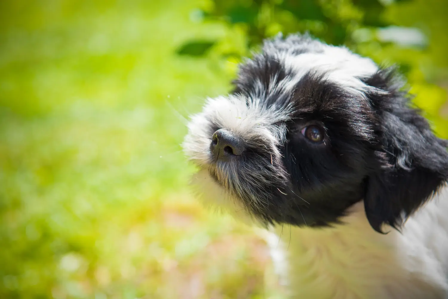 Einen Tibet Terrier Welpen zu kaufen, bedeutet Verantwortung zu übernehmen! Tibet Terrier Welpen kaufen.