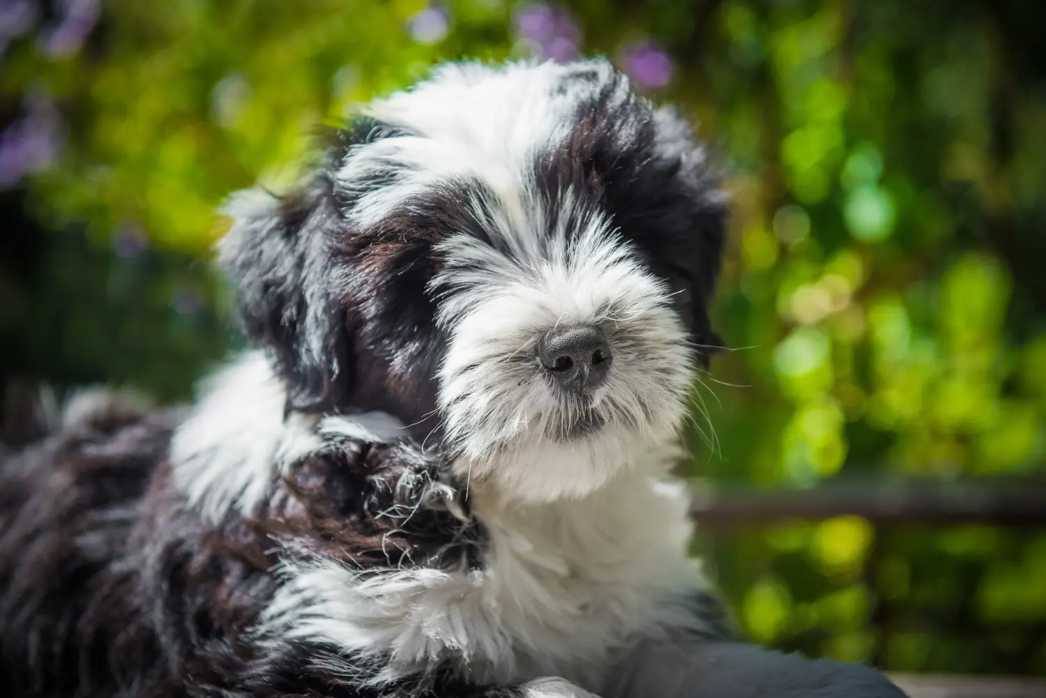 Einen Tibet Terrier Welpen zu kaufen, bedeutet Verantwortung zu übernehmen! Tibet Terrier Welpen kaufen.