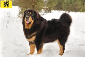 Mehr über den Artikel erfahren Tibetdogge Züchter und Welpen in Flandern