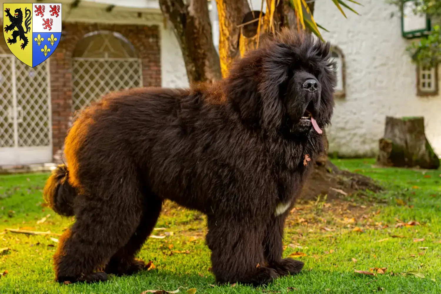 Tibetdogge Welpen und Züchter Hauts-de-France Hier findest Du Tibetdoggen Züchter in Hauts-de-France.