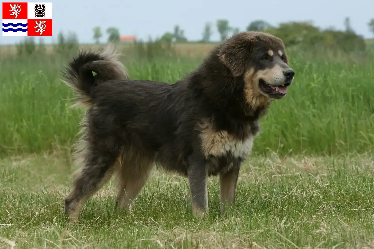 Tibetdogge Welpen und Züchter Mittelböhmen Hier findest Du Tibetdoggen Züchter in Mittelböhmen.