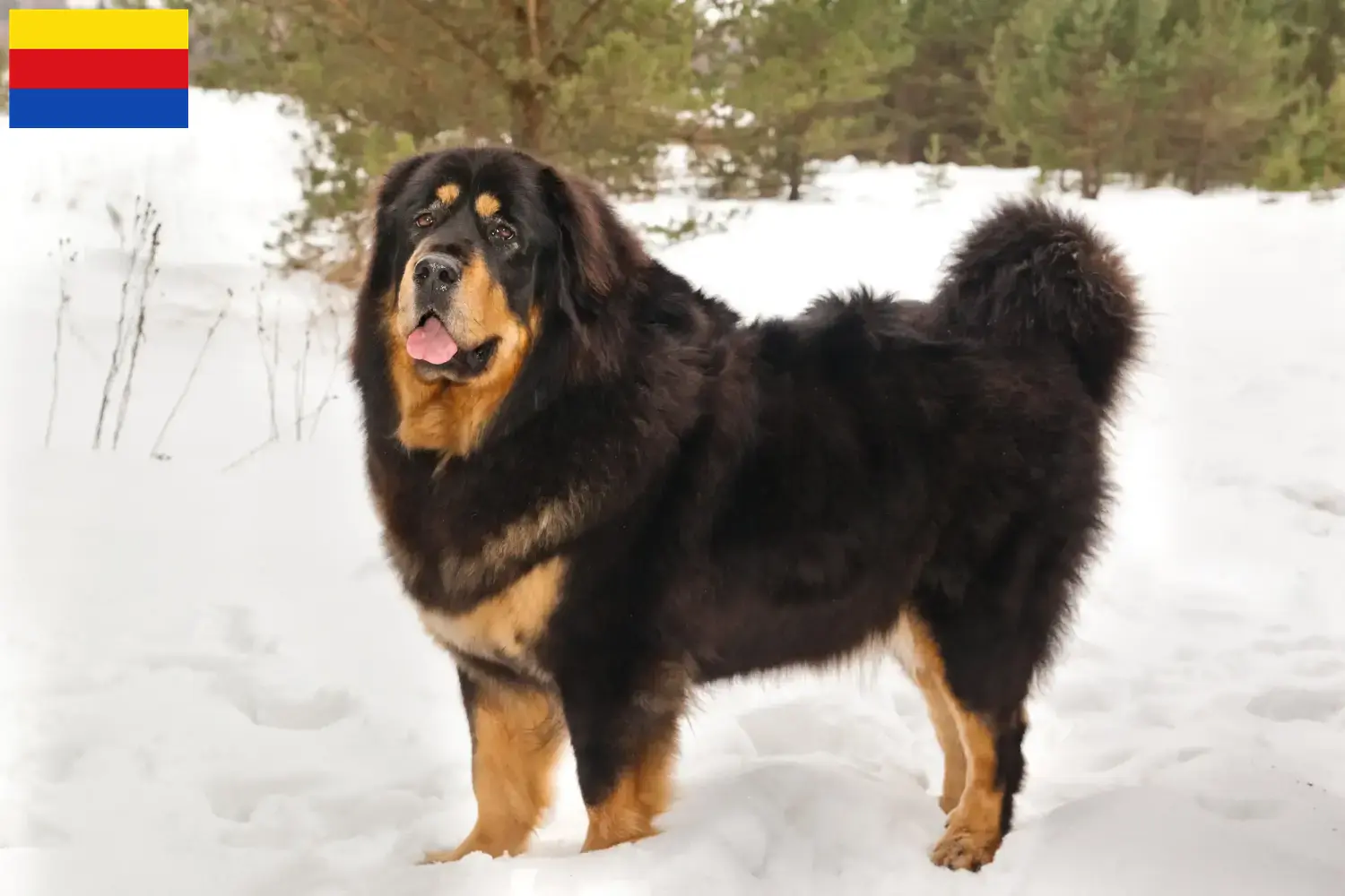 Tibetdogge Welpen und Züchter Nordholland Hier findest Du Tibetdoggen Züchter in Nordholland.