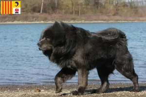 Mehr über den Artikel erfahren Tibetdogge Züchter und Welpen in der Provence-Alpes-Côte d’Azur