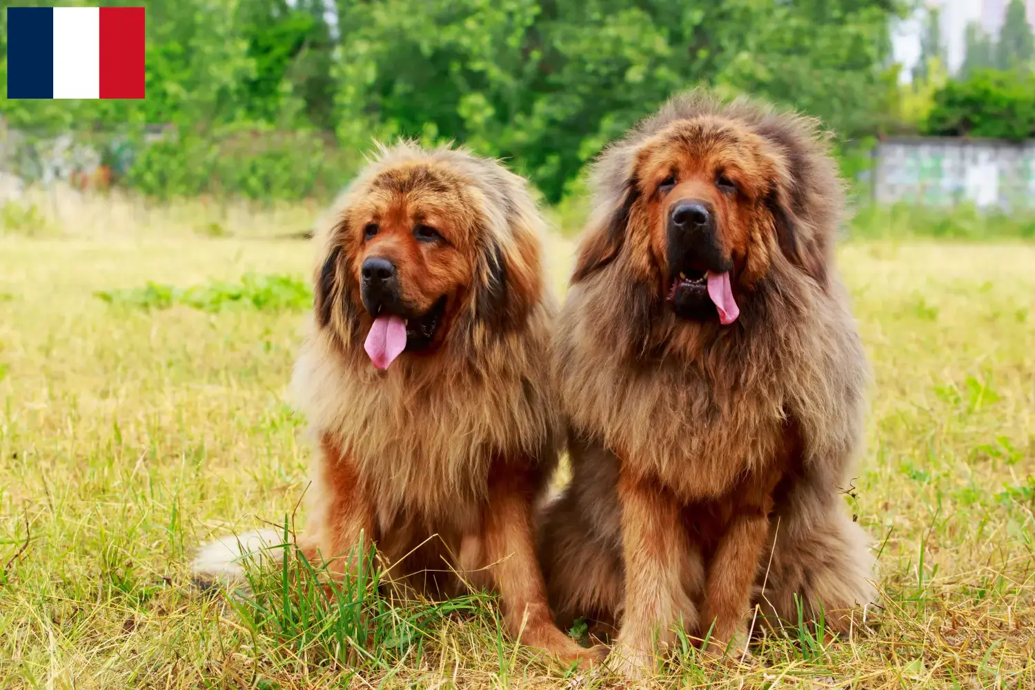 Tibetdogge Welpen und Züchter Réunion Hier findest Du Tibetdoggen Züchter auf Réunion.