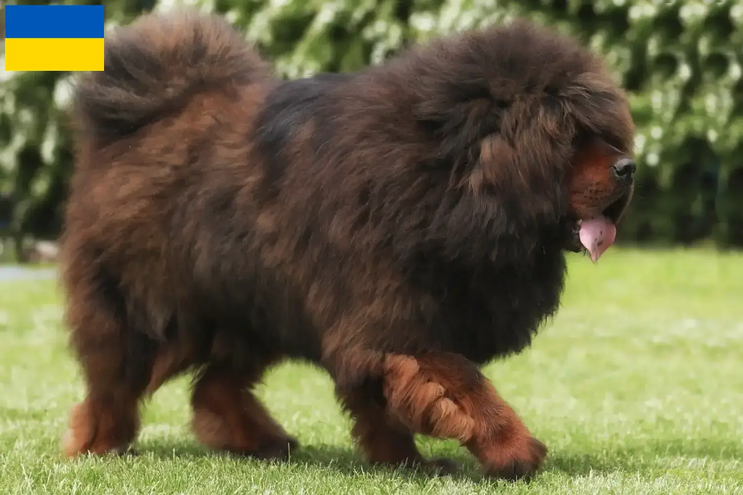 Tibetdogge Welpen und Züchter Ukraine Hier findest Du Tibetdoggen Züchter in der Ukraine.