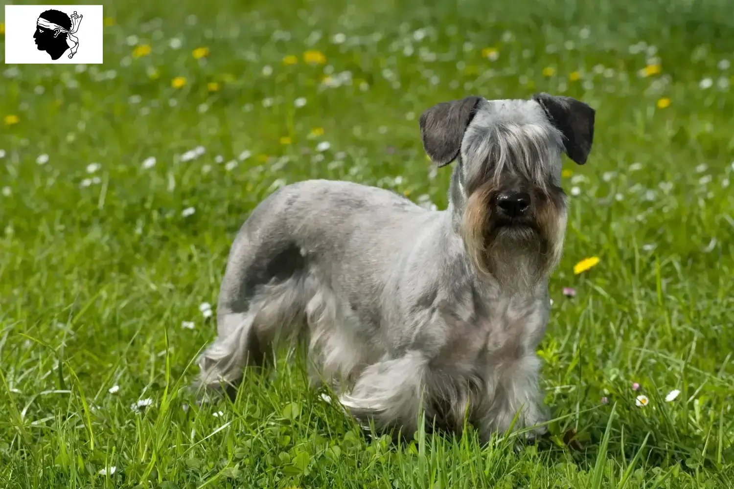 Tschechischer Terrier Welpen und Züchter Korsika Hier findest Du Tschechische Terrier Züchter auf Korsika.