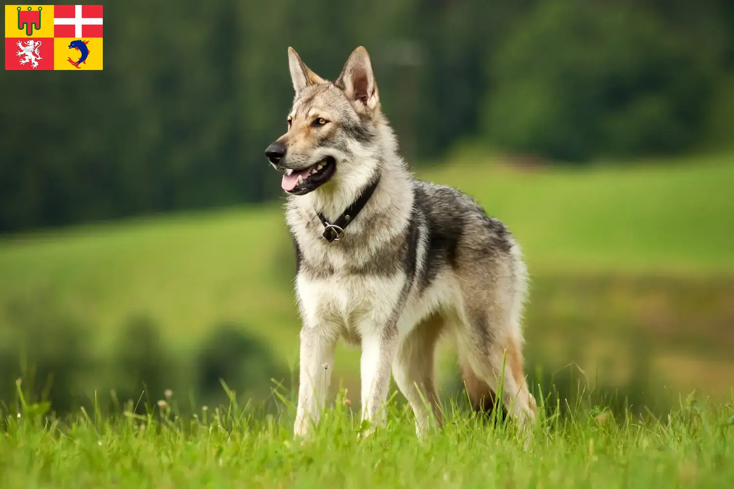 Tschechoslowakischer Wolfhund Welpen und Züchter Auvergne-Rhône-Alpes Hier findest Du Tschechoslowakische Wolfhunde Züchter in Auvergne-Rhône-Alpes.
