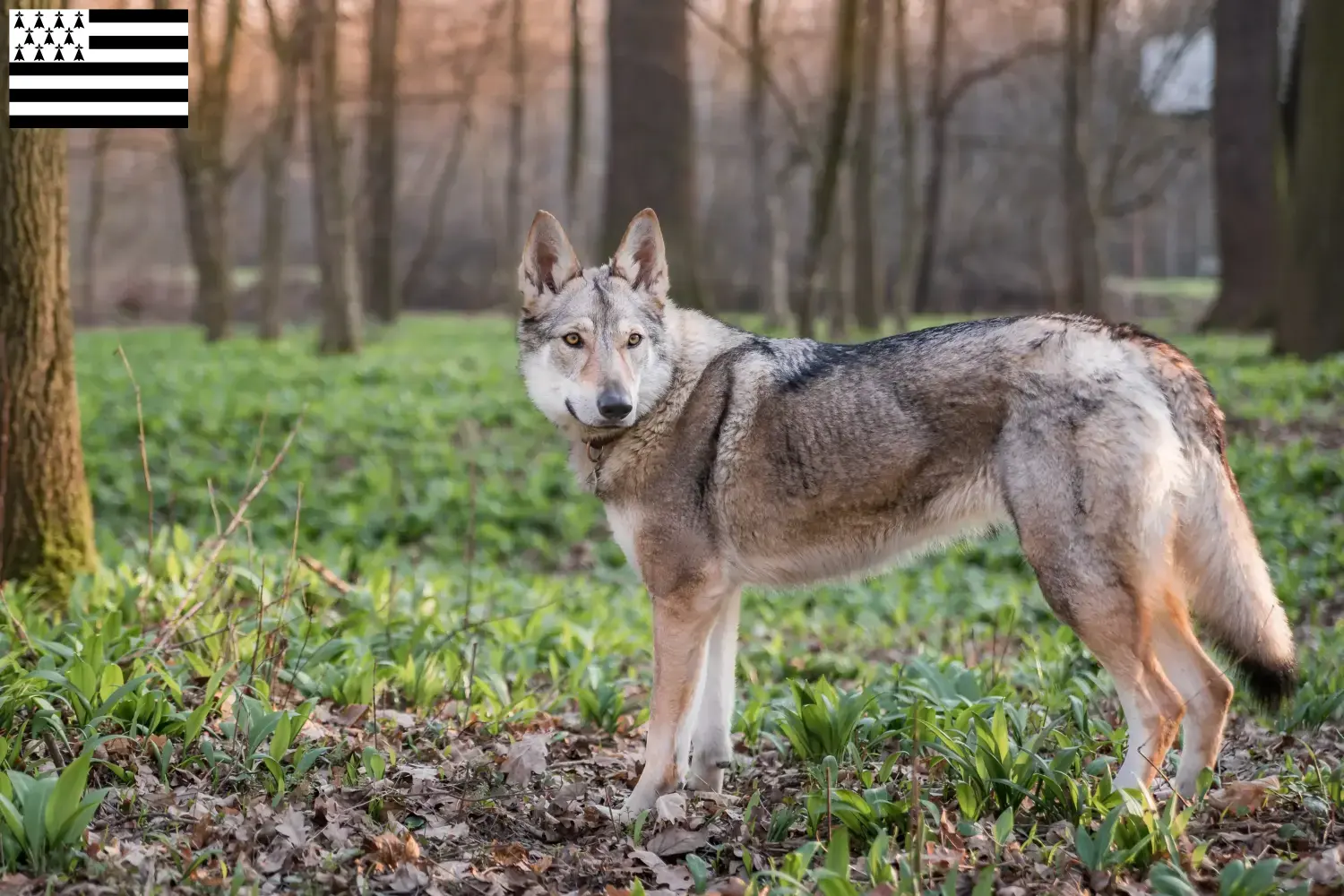 Tschechoslowakischer Wolfhund Welpen und Züchter Bretagne Hier findest Du Tschechoslowakische Wolfhunde Züchter in der Bretagne .