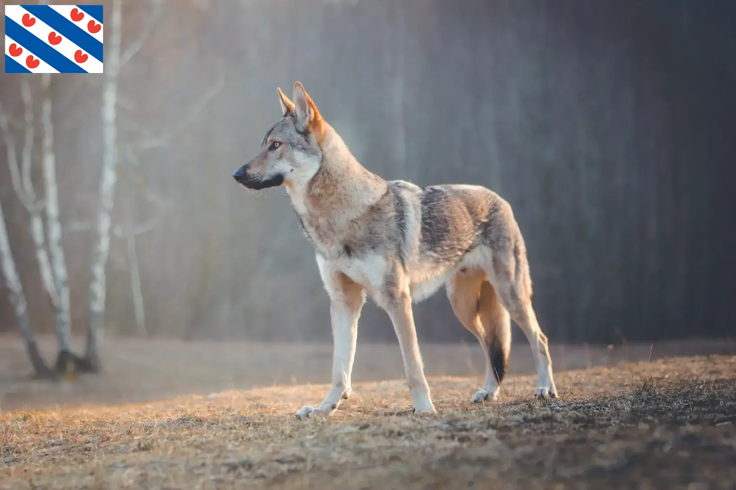 Tschechoslowakischer Wolfhund Welpen und Züchter Friesland Hier findest Du Tschechoslowakische Wolfhunde Züchter in Friesland.