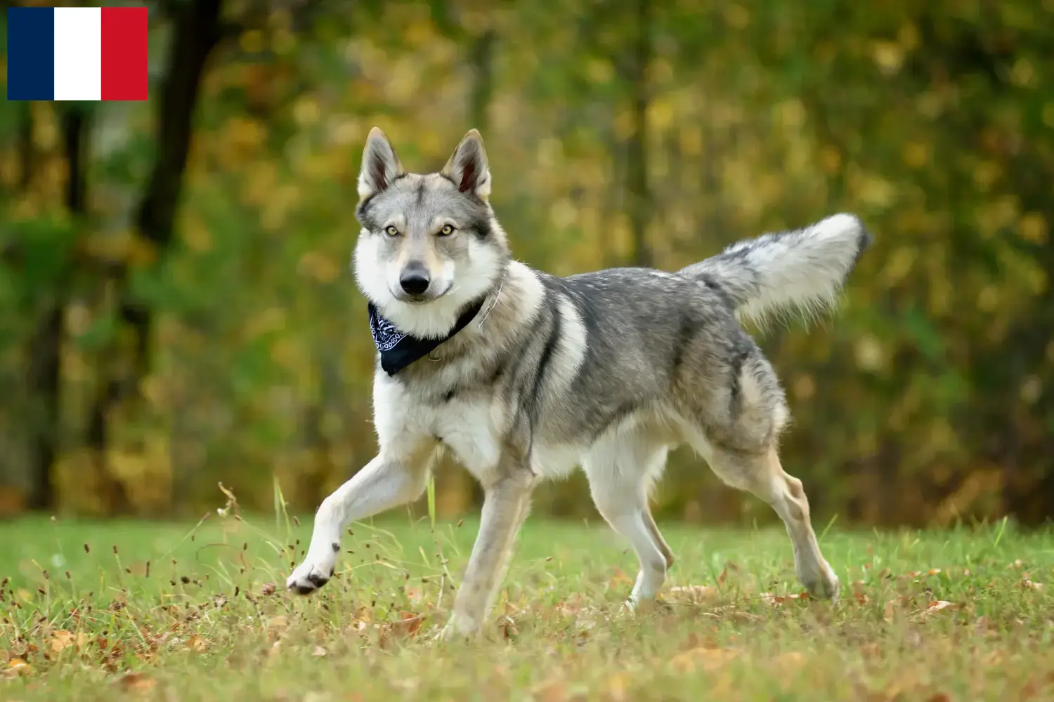 Tschechoslowakischer Wolfhund Welpen und Züchter Guadeloupe Hier findest Du Tschechoslowakische Wolfhunde Züchter in Guadeloupe.