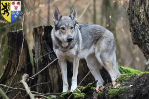 Mehr über den Artikel erfahren Tschechoslowakischer Wolfhund Züchter und Welpen in Hauts-de-France