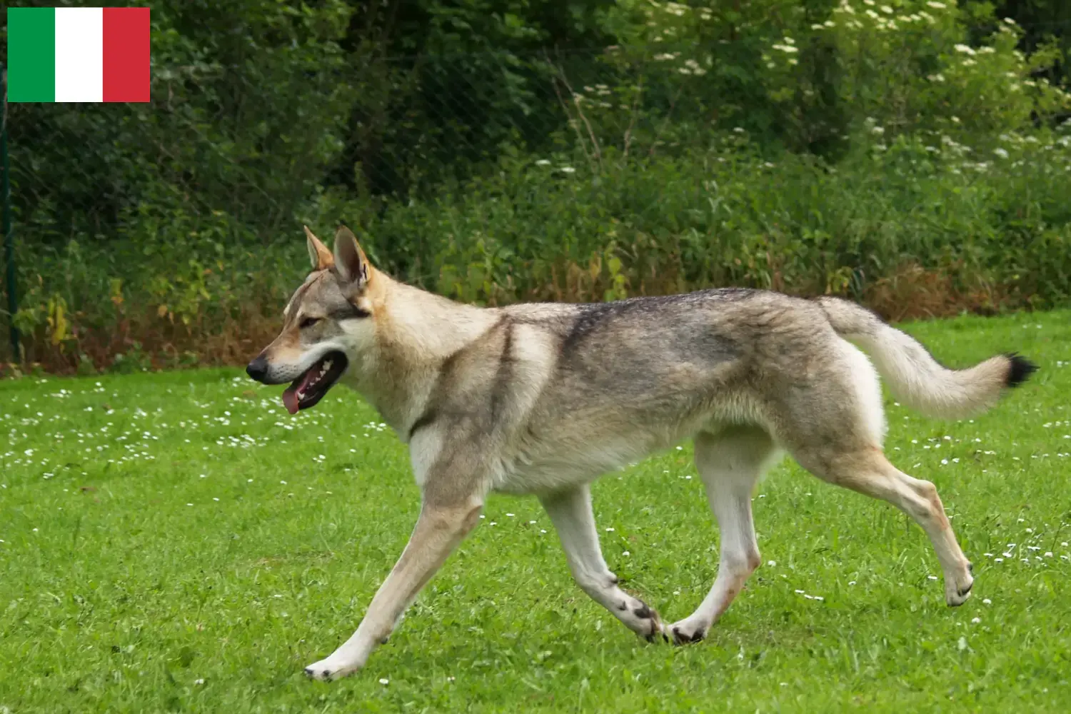 Tschechoslowakischer Wolfhund Welpen und Züchter Italien Hier findest Du Tschechoslowakische Wolfhunde Züchter in Italien.