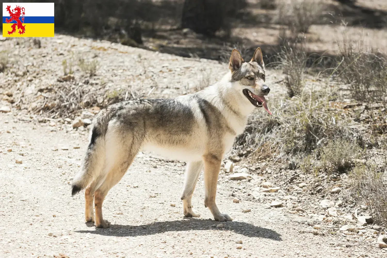 Tschechoslowakischer Wolfhund Welpen und Züchter Limburg Hier findest Du Tschechoslowakische Wolfhunde Züchter in Limburg.