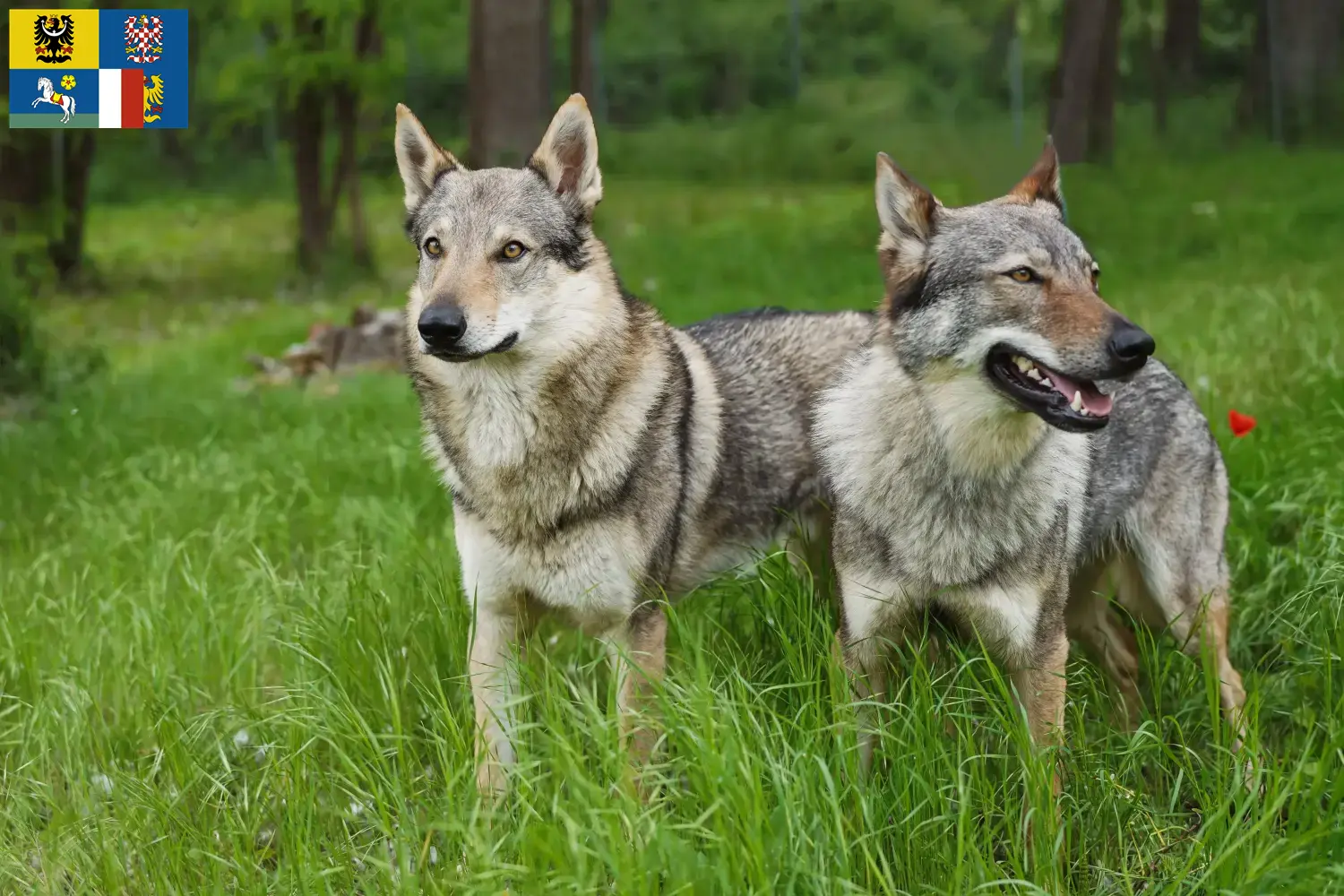 Tschechoslowakischer Wolfhund Welpen und Züchter Mähren-Schlesien Hier findest Du Tschechoslowakische Wolfhunde Züchter in Mähren-Schlesien.