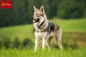 Mehr über den Artikel erfahren Tschechoslowakischer Wolfhund Züchter und Welpen in Okzitanien