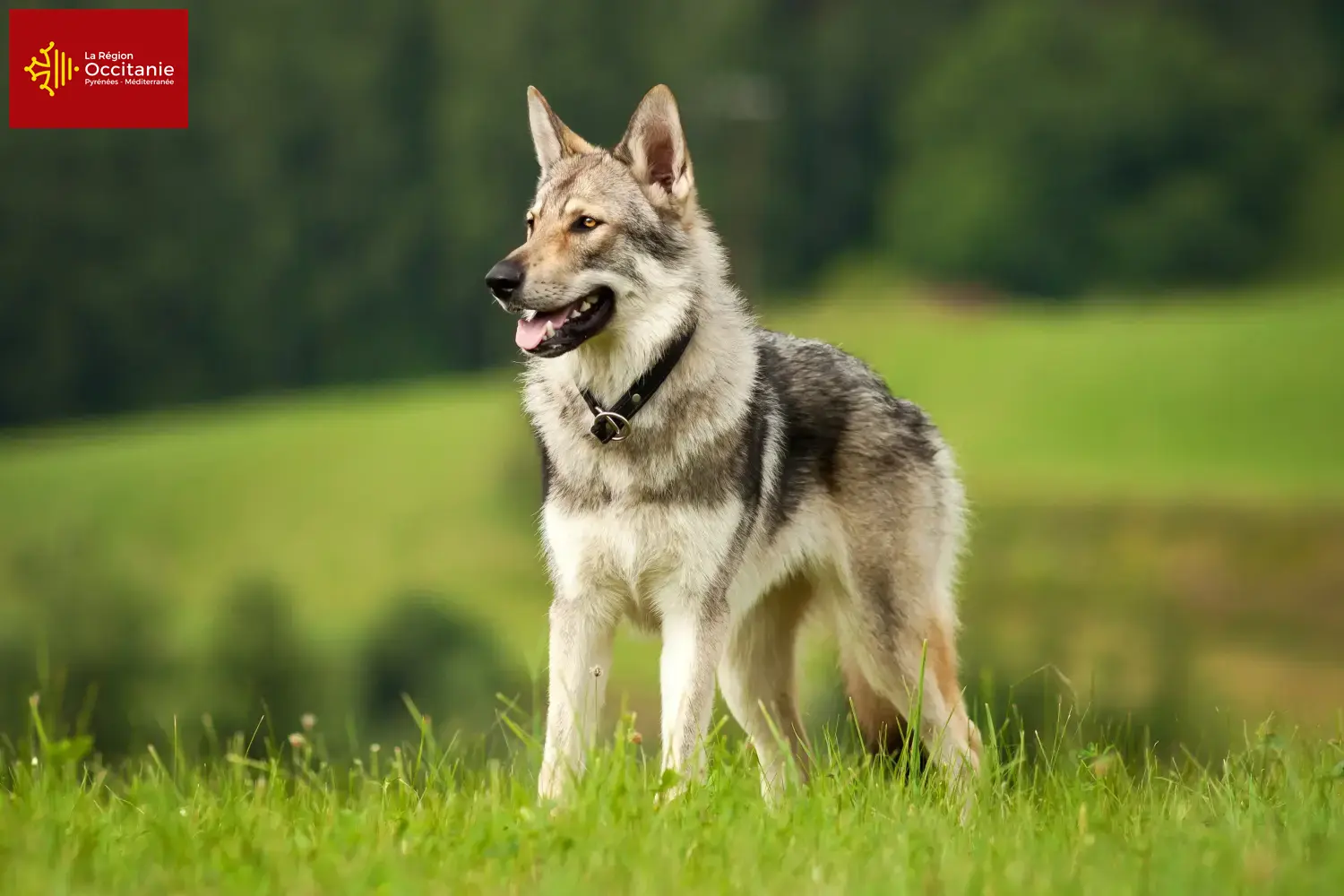 Tschechoslowakischer Wolfhund Welpen und Züchter Okzitanien Hier findest Du Tschechoslowakische Wolfhunde Züchter in Okzitanien.