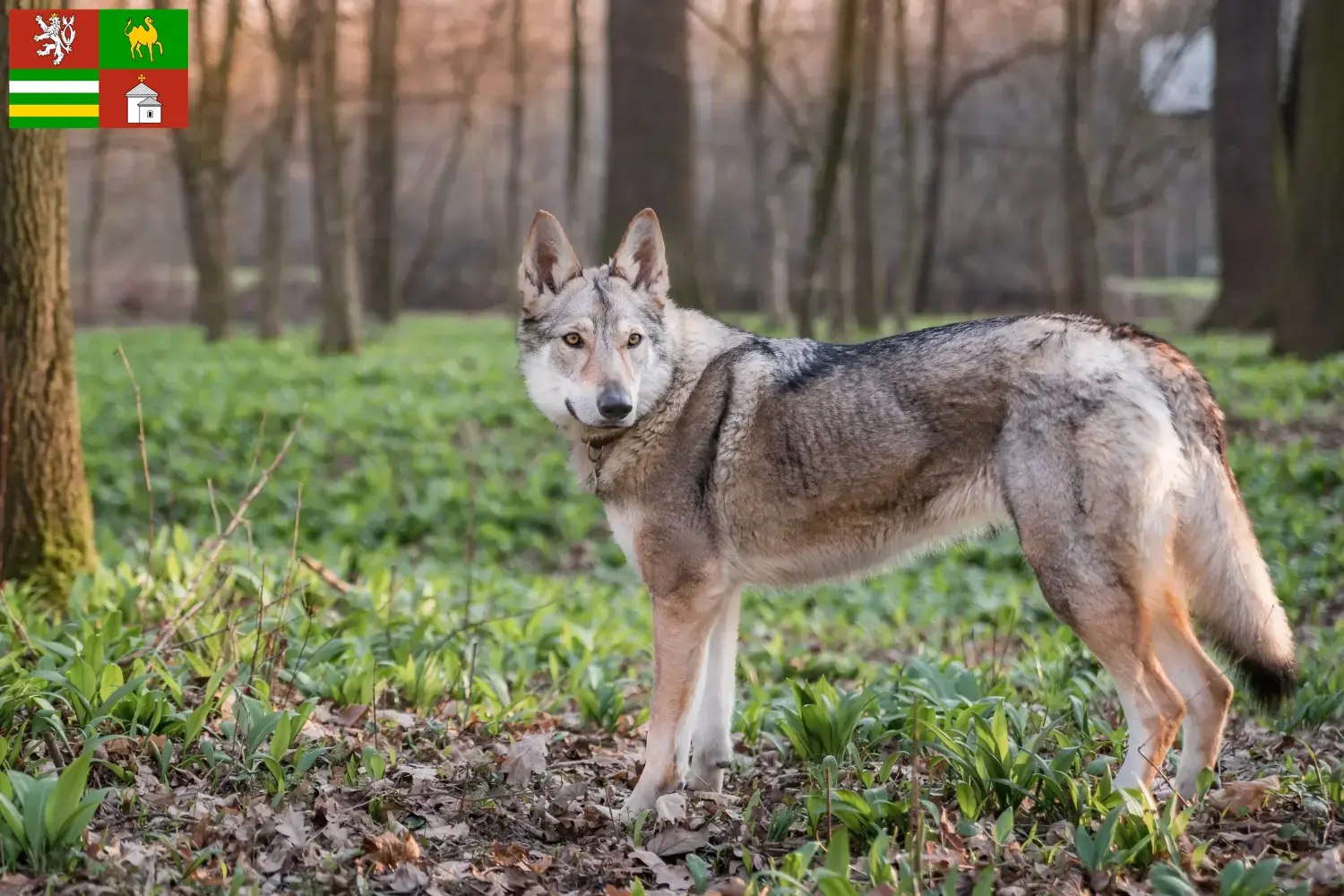 Tschechoslowakischer Wolfhund Welpen und Züchter Pilsen Hier findest Du Tschechoslowakische Wolfhunde Züchter in Pilsen.