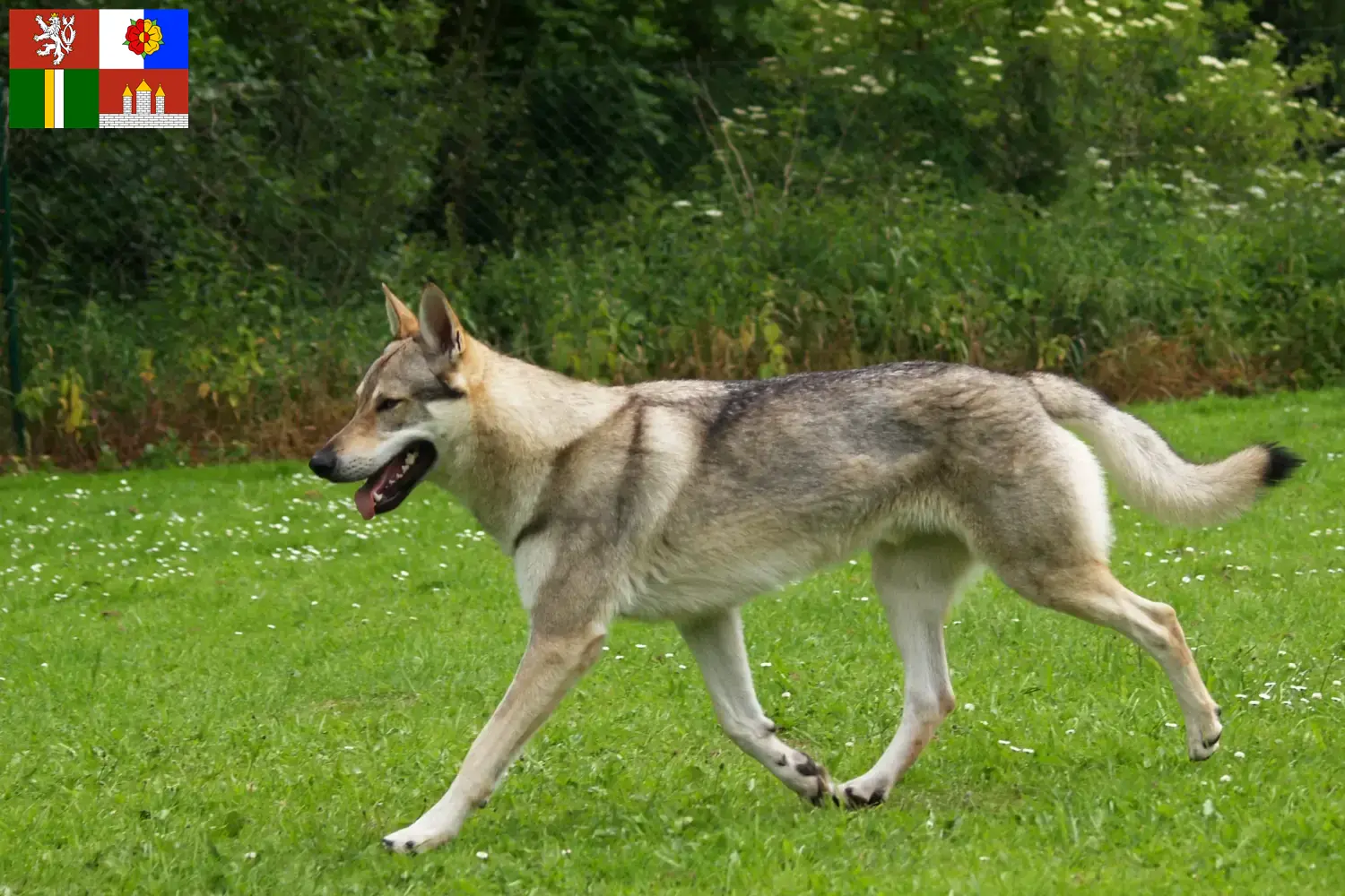 Tschechoslowakischer Wolfhund Welpen und Züchter Südböhmen Hier findest Du Tschechoslowakische Wolfhunde Züchter in Südböhmen.
