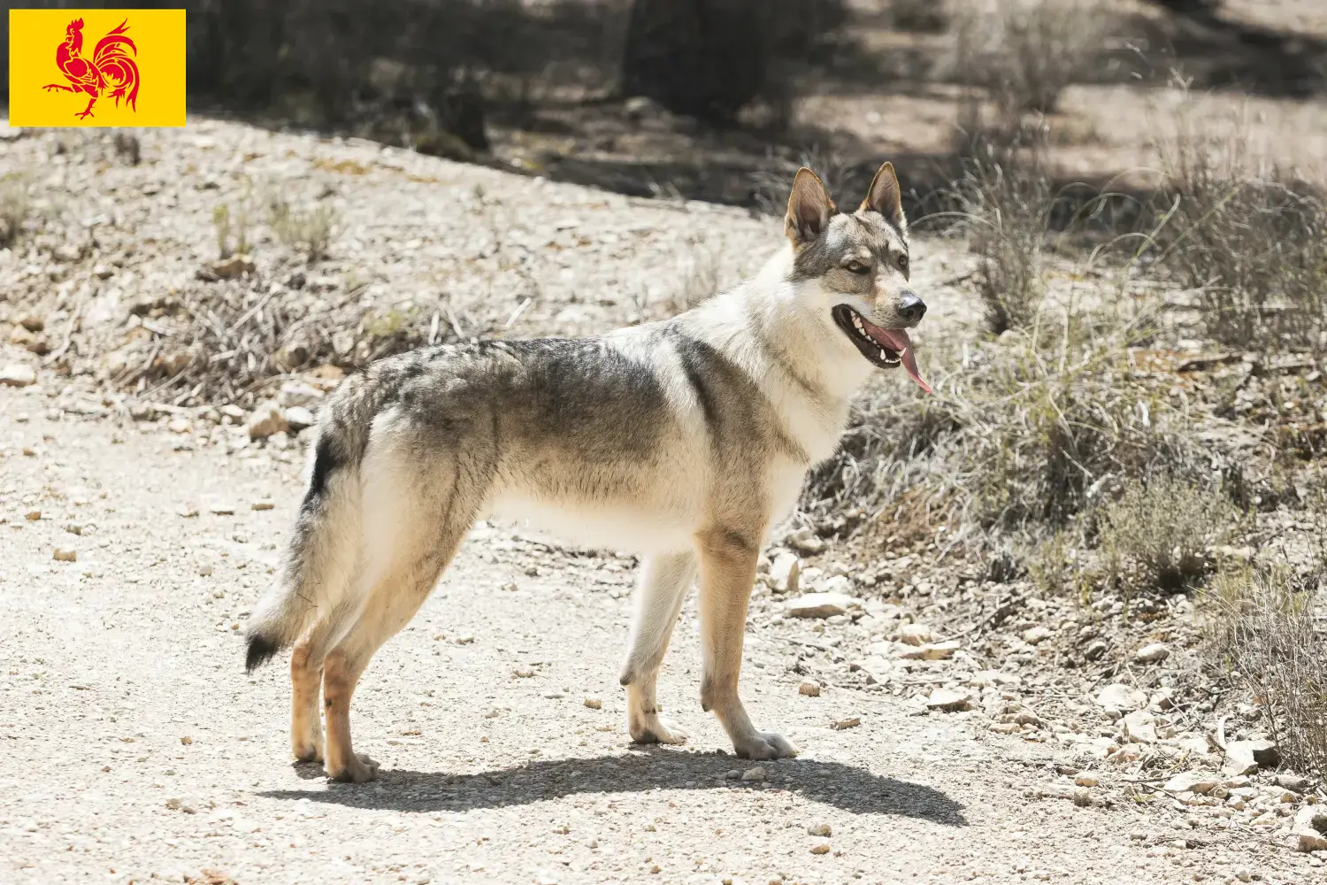 Tschechoslowakischer Wolfhund Welpen und Züchter Wallonische Region Hier findest Du Tschechoslowakische Wolfhunde Züchter in Wallonische Region.