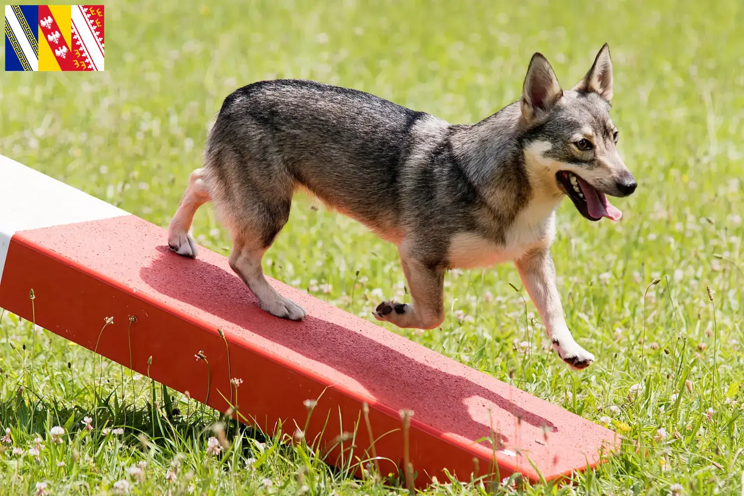 Västgötaspets Welpen und Züchter Grand Est Hier findest Du Västgötaspets Züchter in Grand Est.