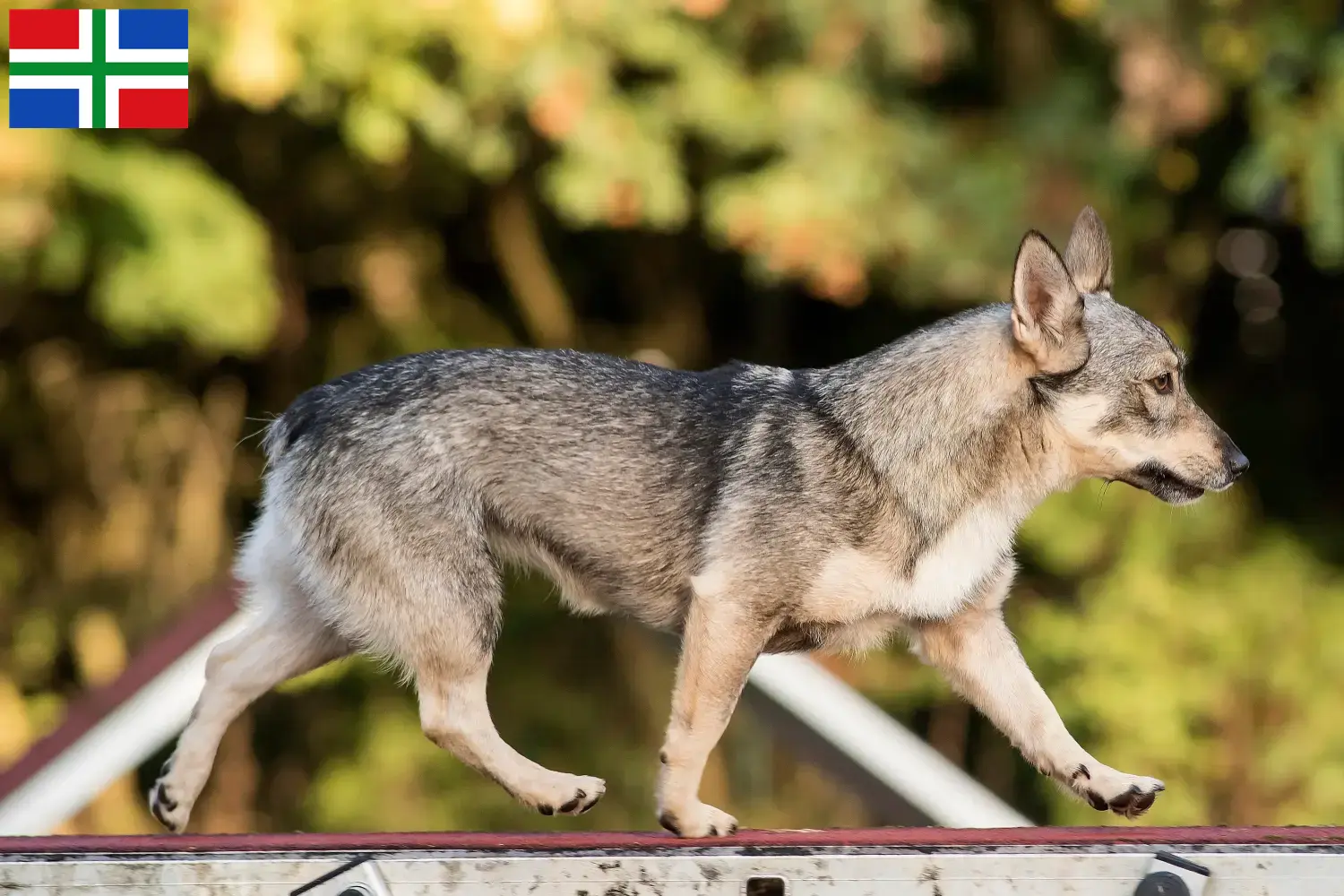 Västgötaspets Welpen und Züchter Groningen Hier findest Du Västgötaspets Züchter in Groningen.