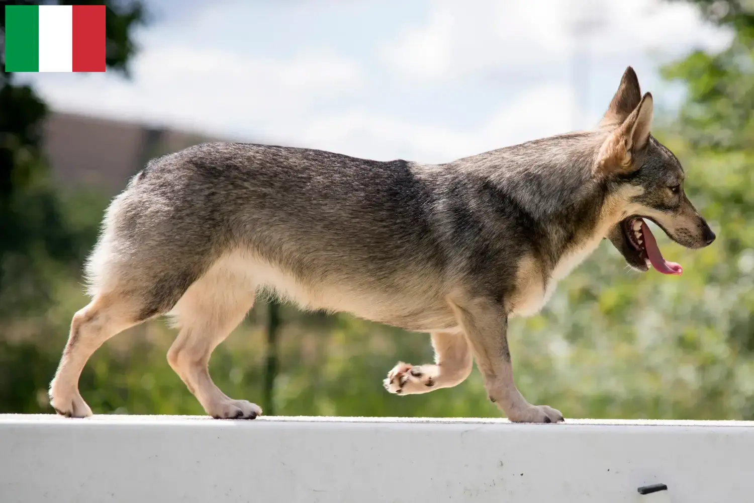 Västgötaspets Welpen und Züchter Italien Hier findest Du Västgötaspets Züchter in Italien.