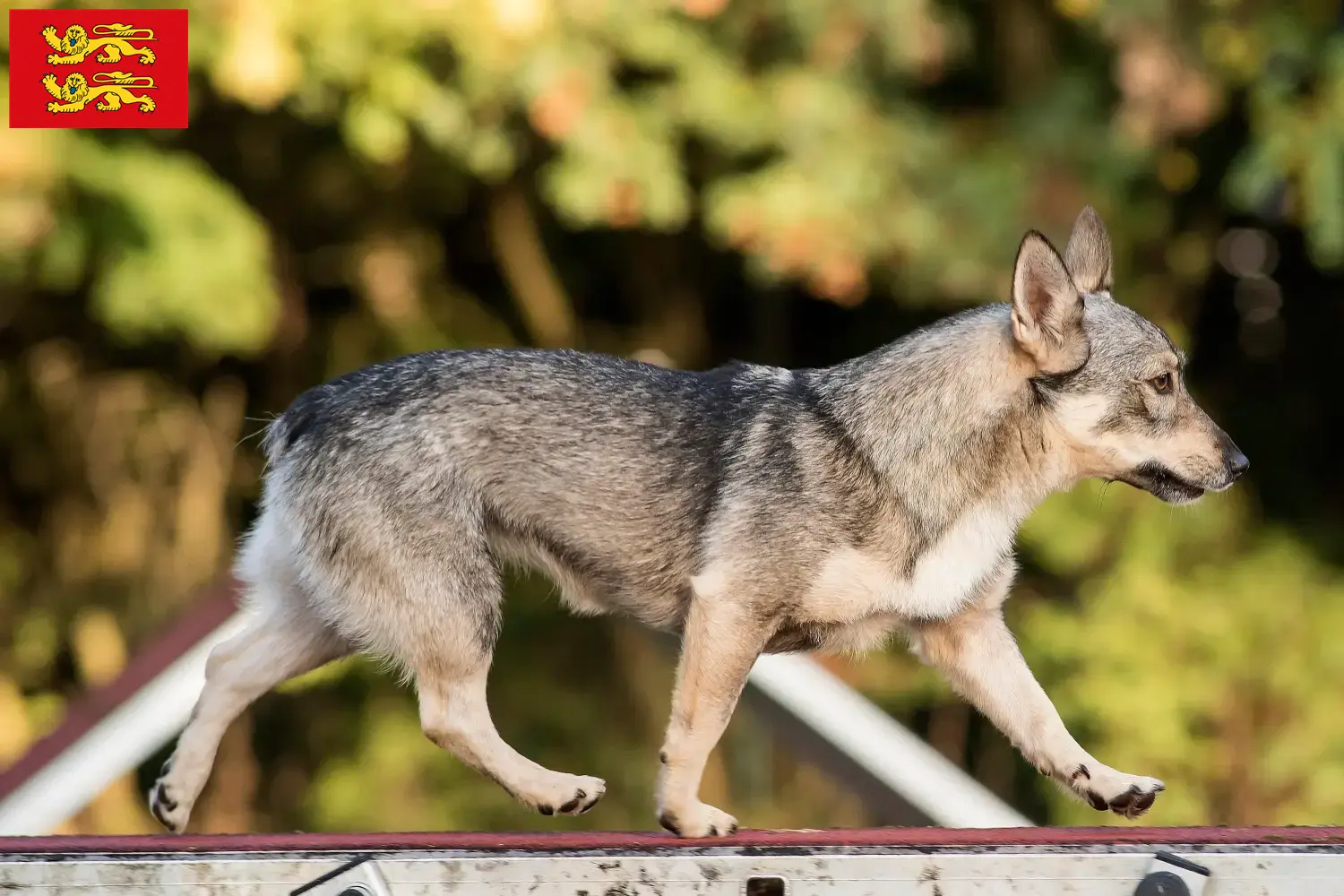 Västgötaspets Welpen und Züchter Normandie Hier findest Du Västgötaspets Züchter in der Normandie.