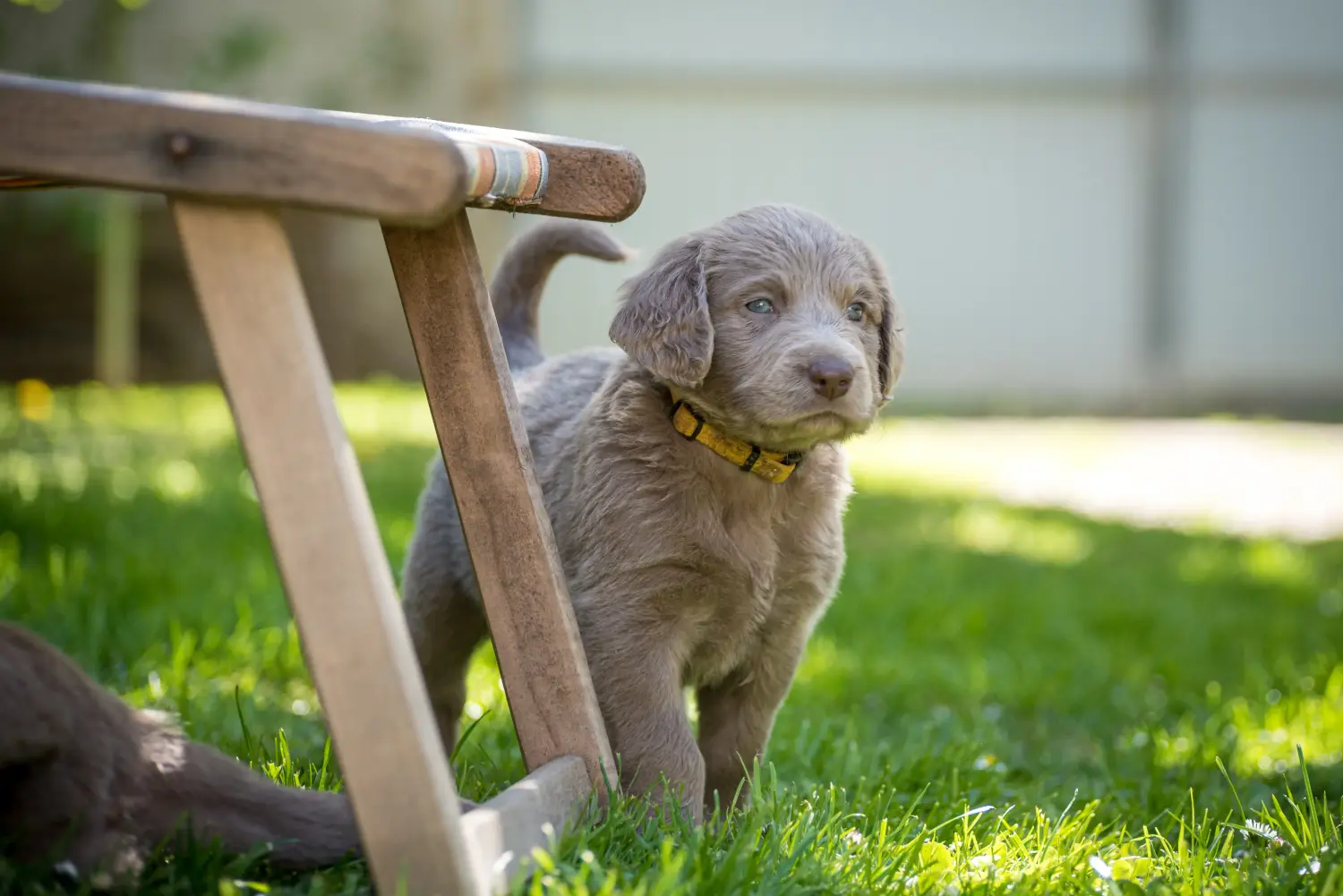 Einen Weimaraner Welpen zu kaufen, bedeutet Verantwortung zu übernehmen! Weimaraner Welpen kaufen.