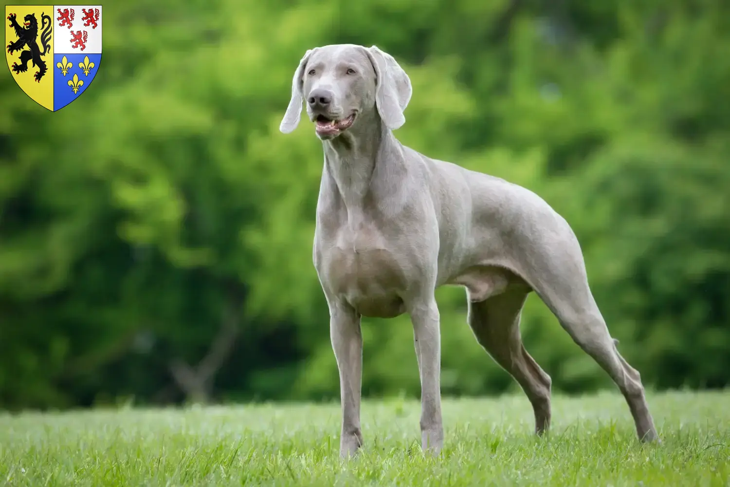 Weimaraner Welpen und Züchter Hauts-de-France Hier findest Du Weimaraner Züchter in Hauts-de-France.