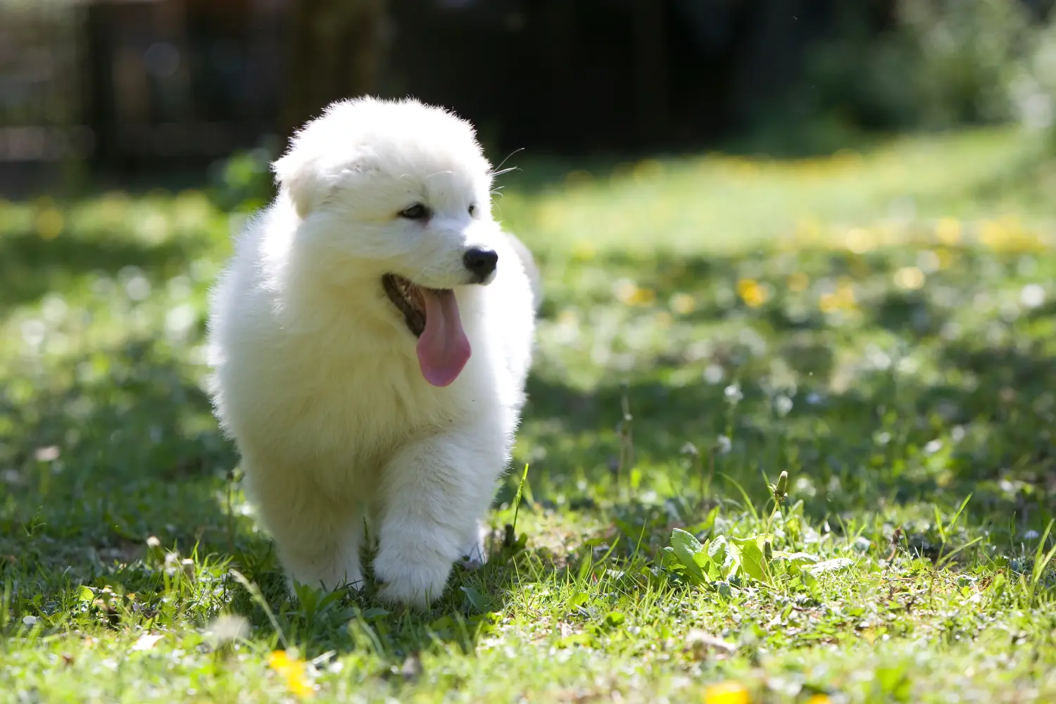 Einen Weißen Schweizer Schäferhund Welpen zu kaufen, bedeutet Verantwortung zu übernehmen! Weißer Schweizer Schäferhund Welpen kaufen.