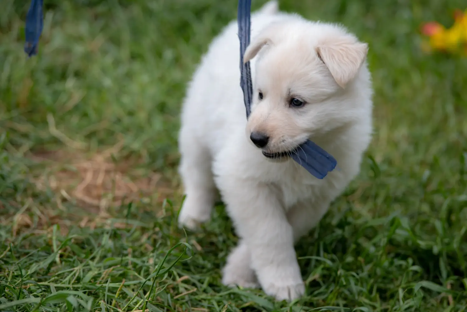 Einen Weißen Schweizer Schäferhund Welpen zu kaufen, bedeutet Verantwortung zu übernehmen! Weißer Schweizer Schäferhund Welpen kaufen.