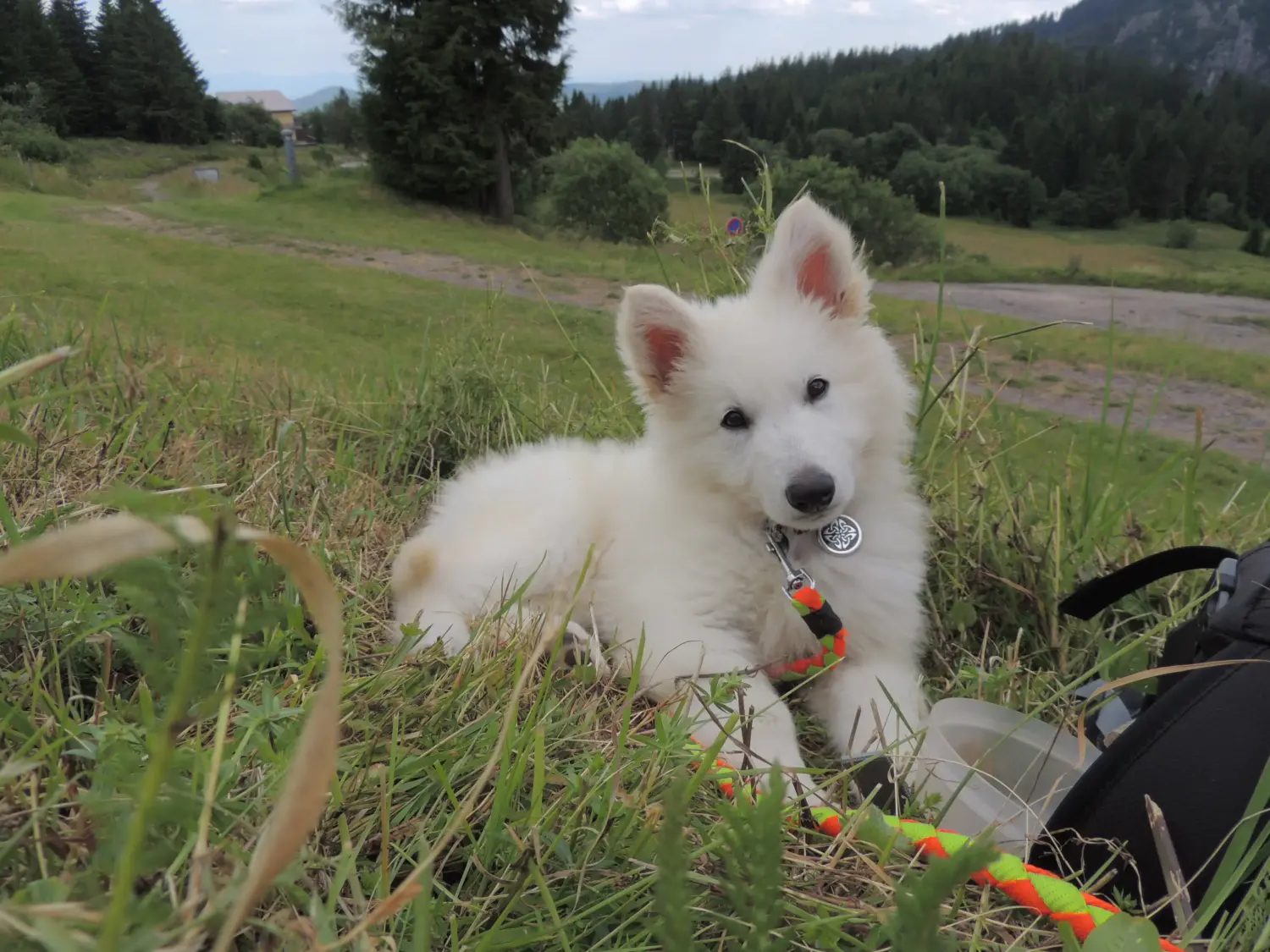 Einen Weißen Schweizer Schäferhund Welpen zu kaufen, bedeutet Verantwortung zu übernehmen! Weißer Schweizer Schäferhund Welpen kaufen.