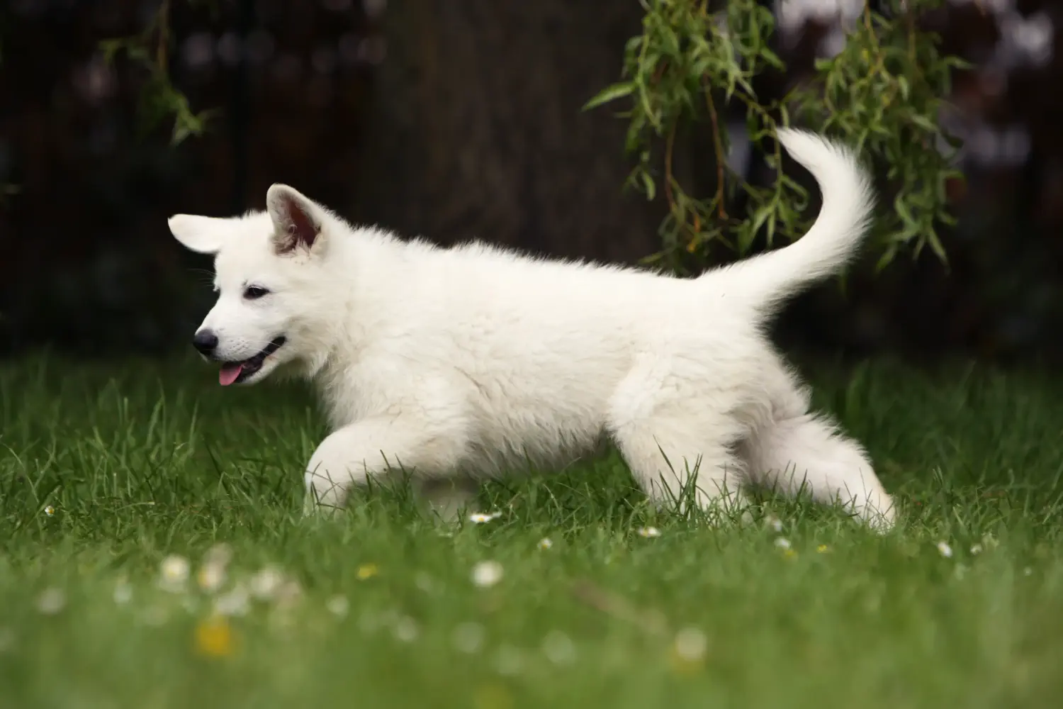 Einen Weißen Schweizer Schäferhund Welpen zu kaufen, bedeutet Verantwortung zu übernehmen! Weißer Schweizer Schäferhund Welpen kaufen.