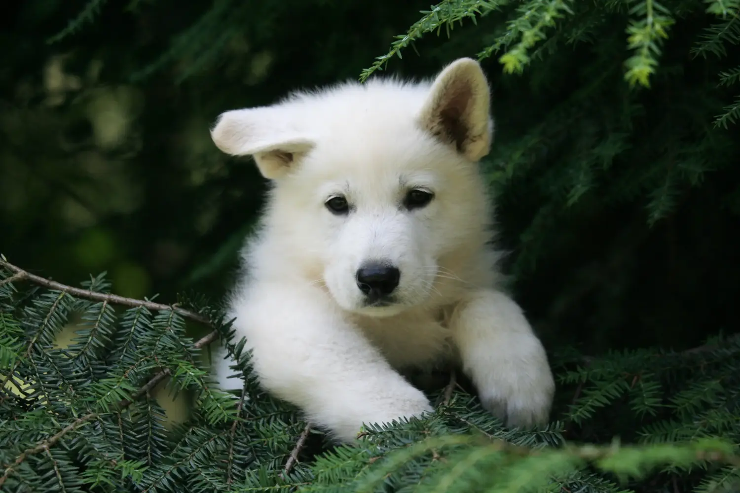Einen Weißen Schweizer Schäferhund Welpen zu kaufen, bedeutet Verantwortung zu übernehmen! Weißer Schweizer Schäferhund Welpen kaufen.