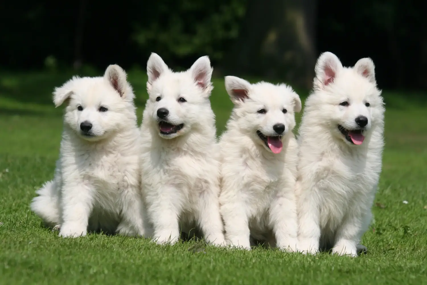 Einen Weißen Schweizer Schäferhund Welpen zu kaufen, bedeutet Verantwortung zu übernehmen! Weißer Schweizer Schäferhund Welpen kaufen.