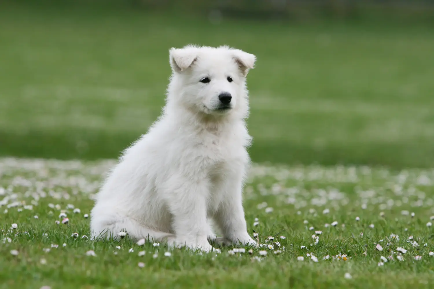 Einen Weißen Schweizer Schäferhund Welpen zu kaufen, bedeutet Verantwortung zu übernehmen! Weißer Schweizer Schäferhund Welpen kaufen.