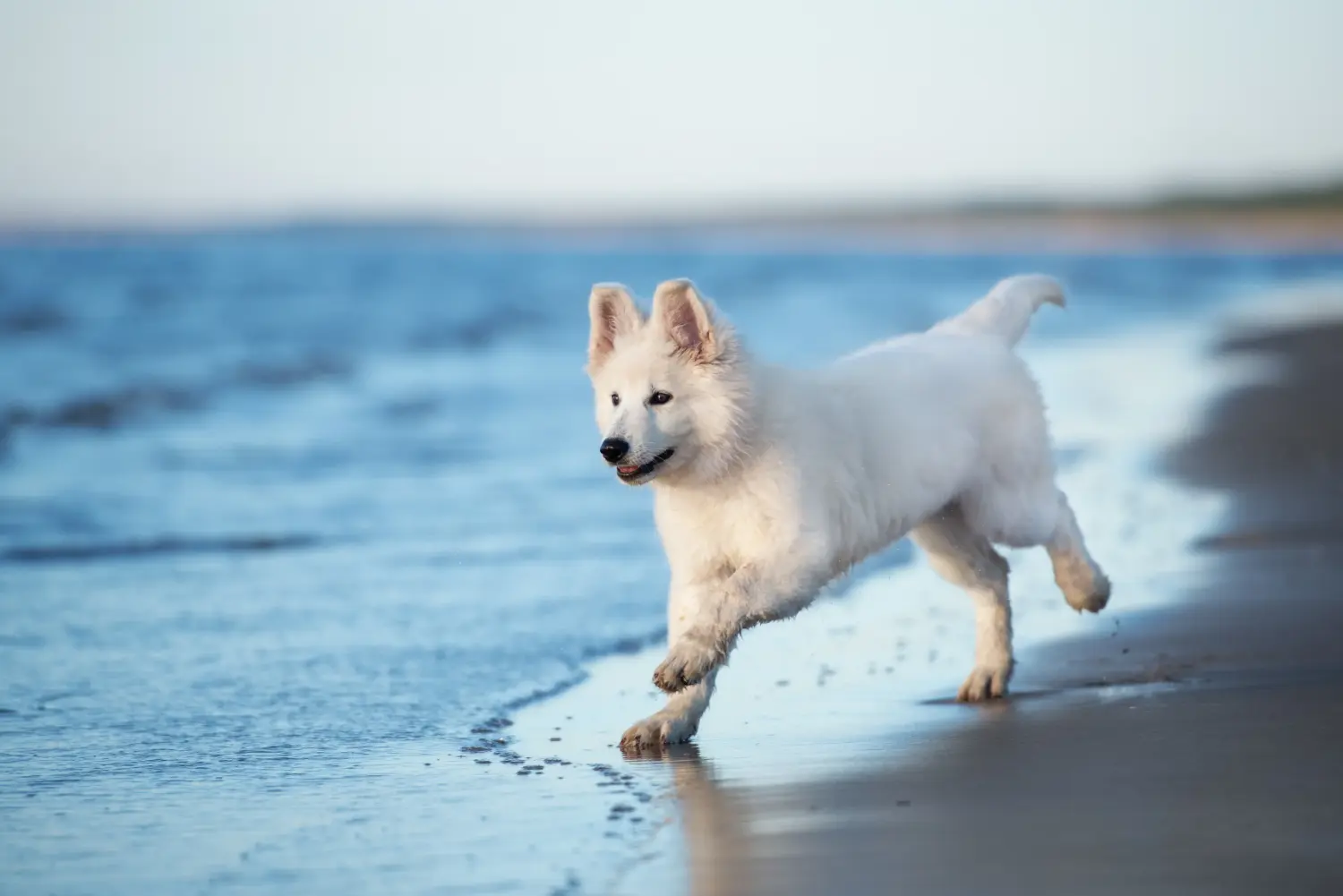 Einen Weißen Schweizer Schäferhund Welpen zu kaufen, bedeutet Verantwortung zu übernehmen! Weißer Schweizer Schäferhund Welpen kaufen.