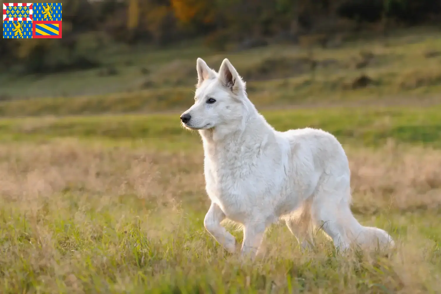 Weißer Schweizer Schäferhund Welpen und Züchter Bourgogne-Franche-Comté Hier findest Du Weiße Schweizer Schäferhunde Züchter in Bourgogne-Franche-Comté.