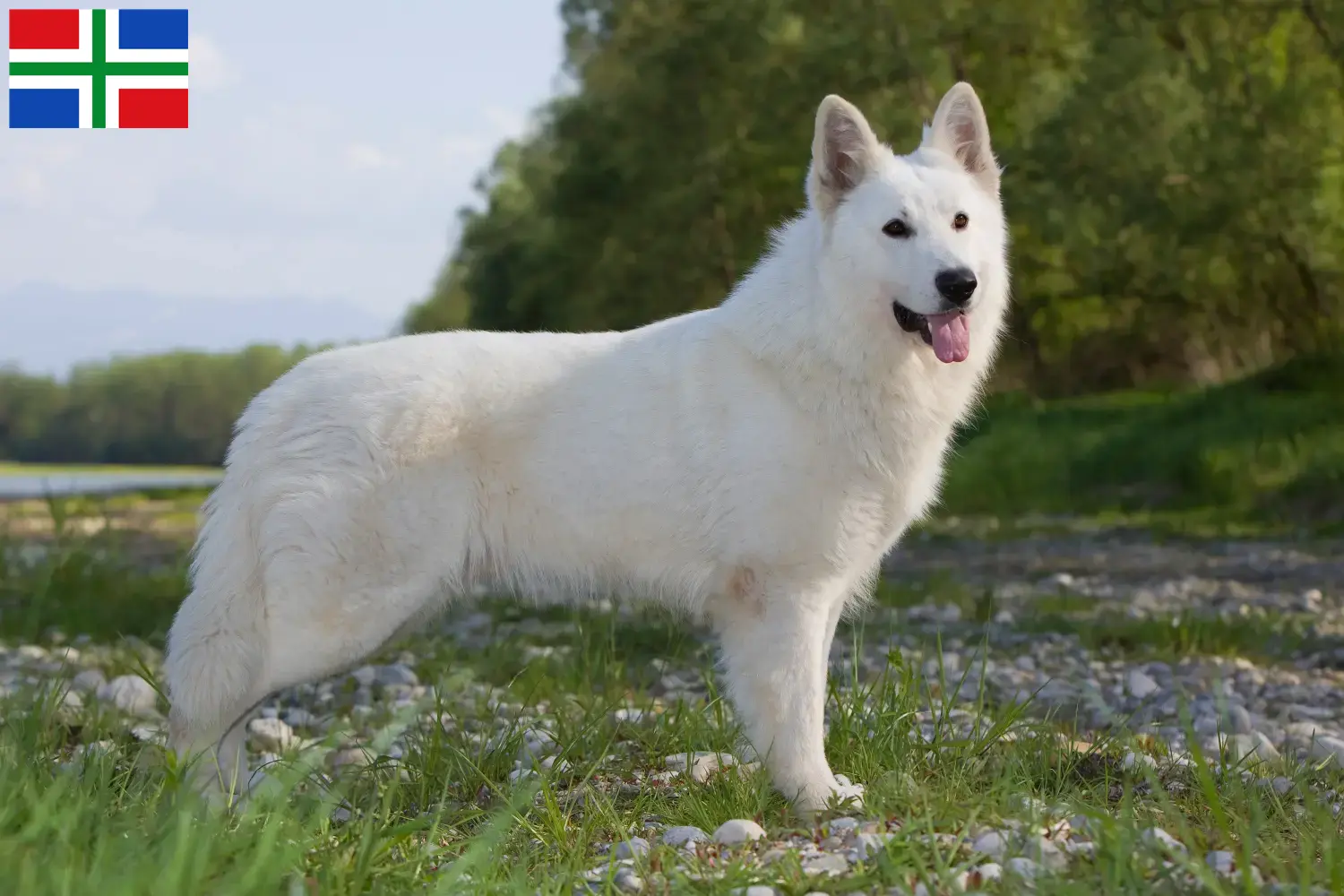 Weißer Schweizer Schäferhund Welpen und Züchter Groningen Hier findest Du Weiße Schweizer Schäferhunde Züchter in Groningen.