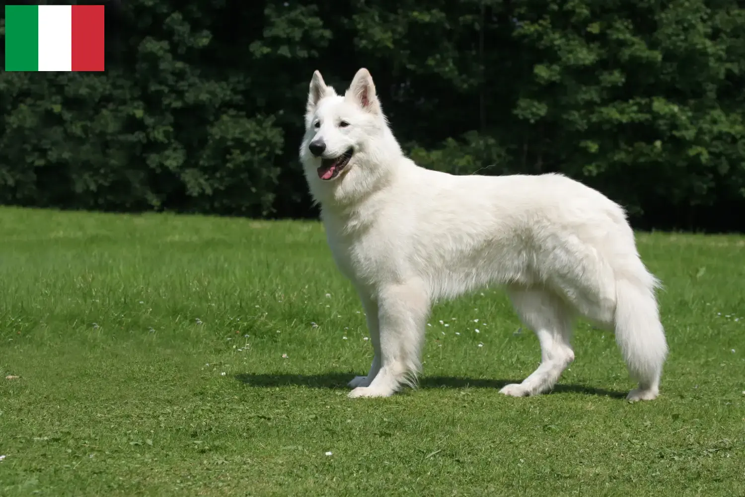 Weißer Schweizer Schäferhund Welpen und Züchter Italien Hier findest Du Weiße Schweizer Schäferhunde Züchter in Italien.