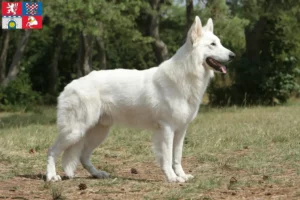 Mehr über den Artikel erfahren Weißer Schweizer Schäferhund Züchter und Welpen in Pardubice