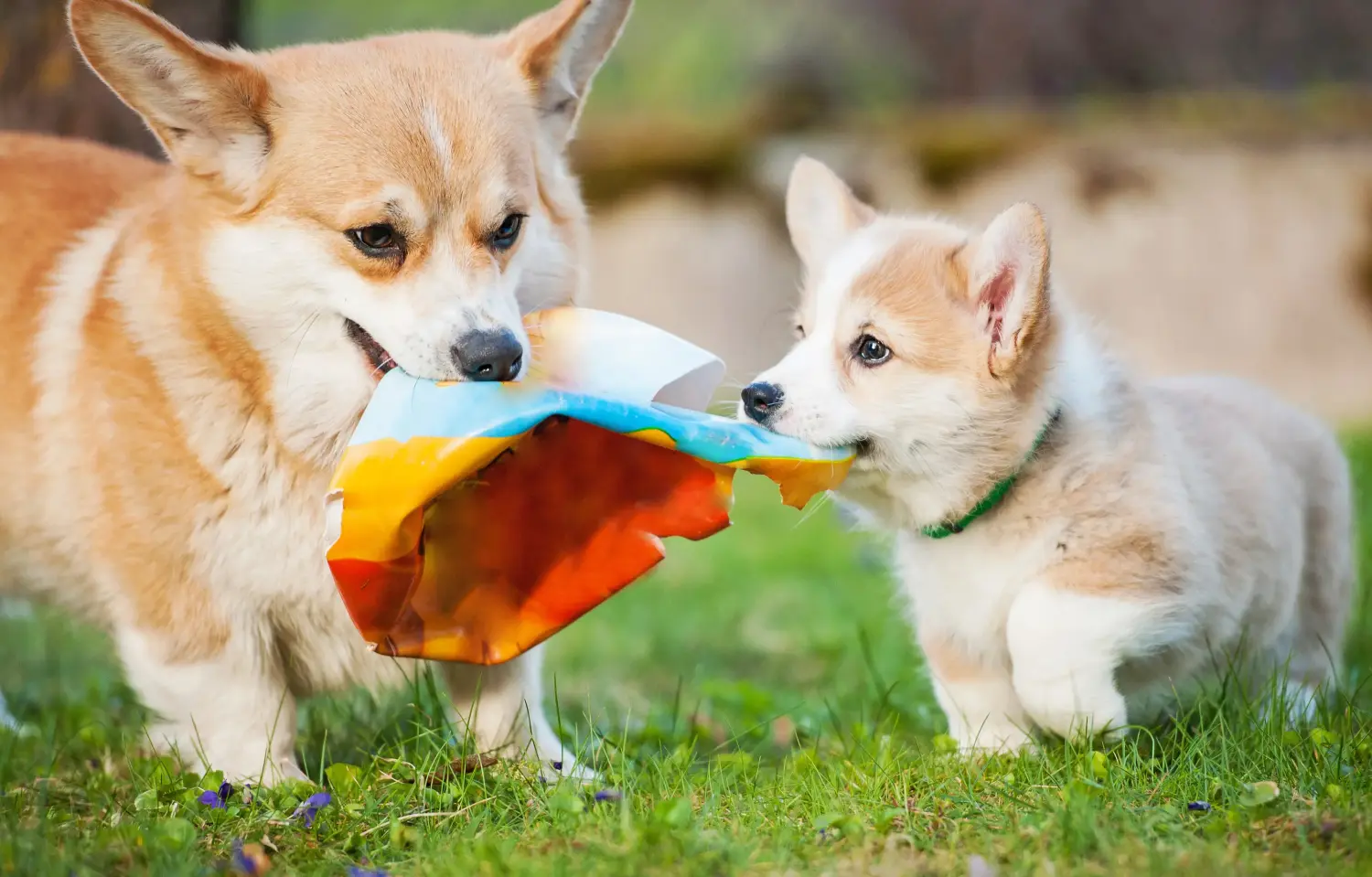 Einen Welsh Corgi Welpen zu kaufen, bedeutet Verantwortung zu übernehmen! Welsh Corgi Welpen kaufen.