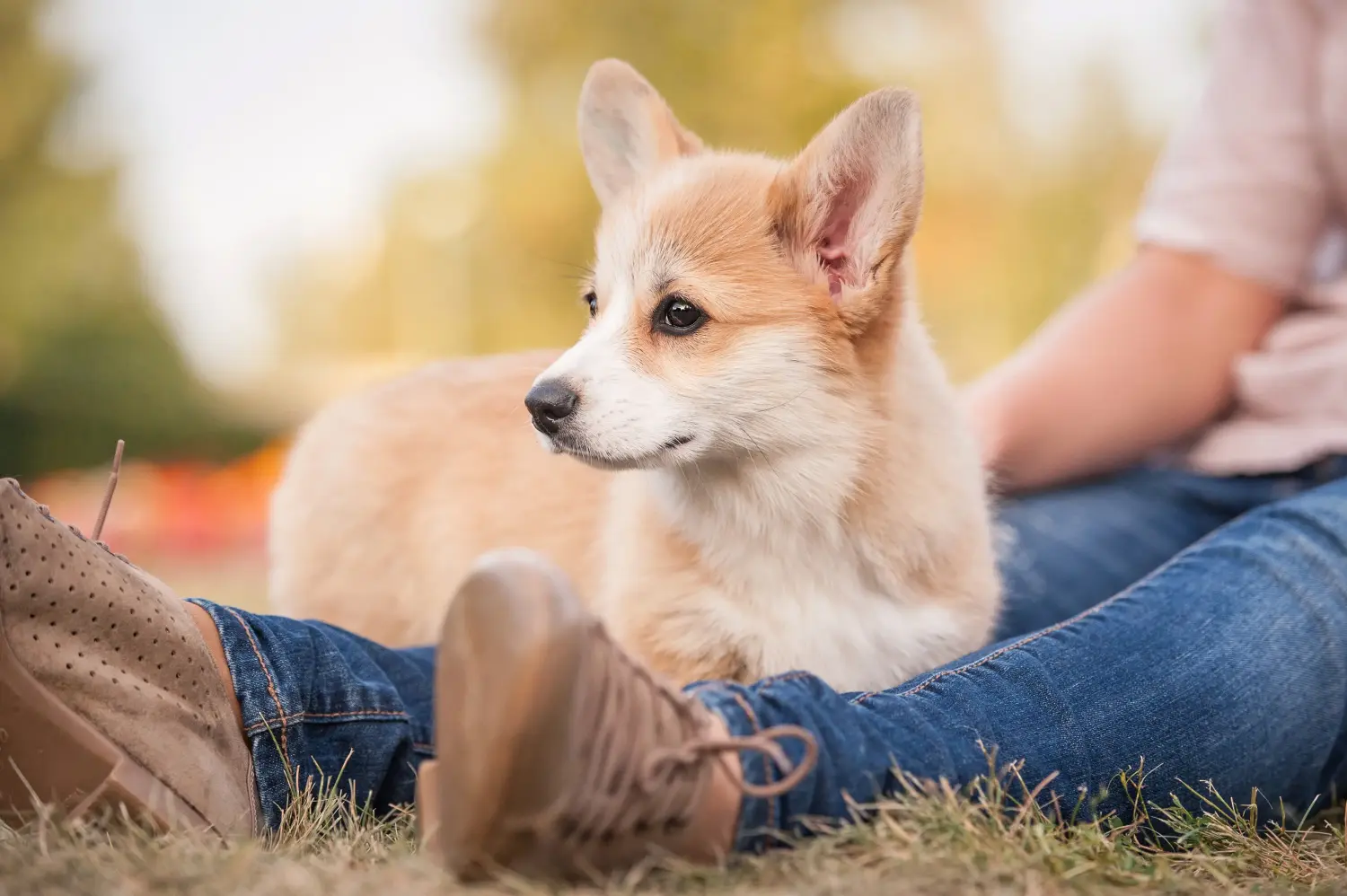 Einen Welsh Corgi Welpen zu kaufen, bedeutet Verantwortung zu übernehmen! Welsh Corgi Welpen kaufen.