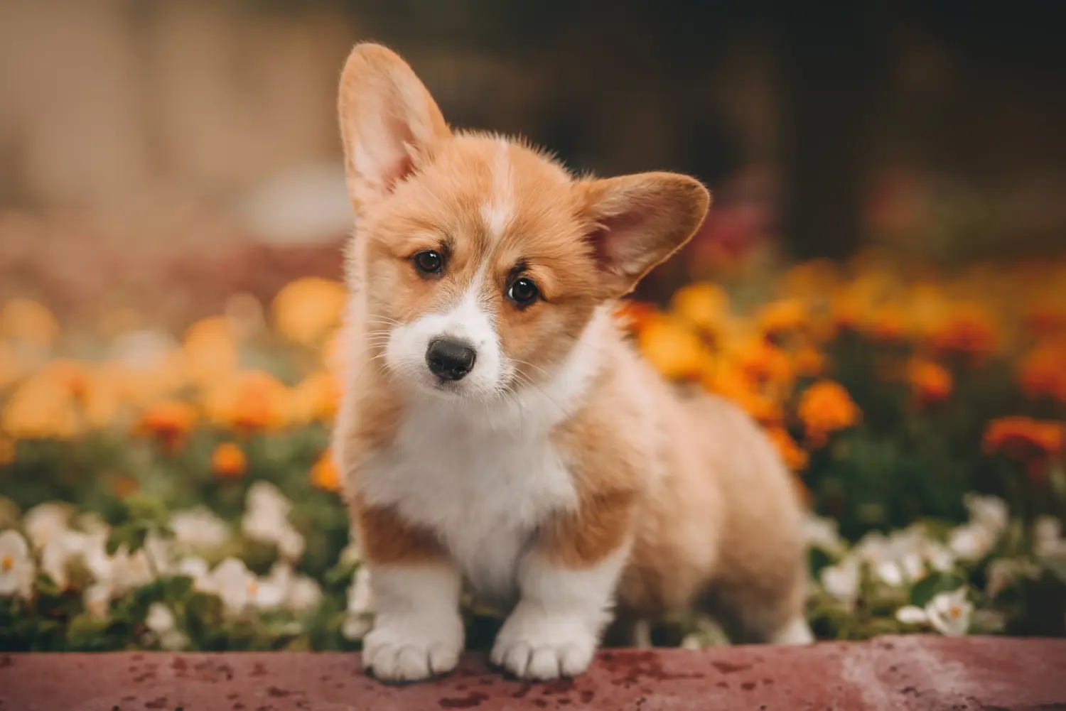 Einen Welsh Corgi Welpen zu kaufen, bedeutet Verantwortung zu übernehmen! Welsh Corgi Welpen kaufen.
